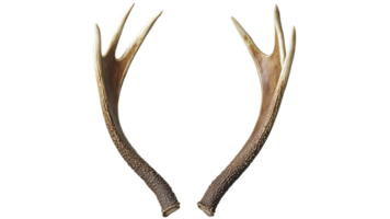 Unique pair of deer antlers displayed for viewing png