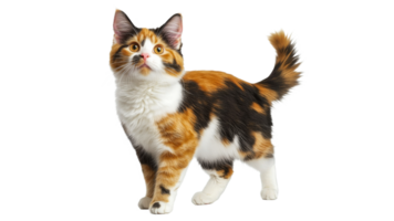 Colorful calico cat stands on a white background png
