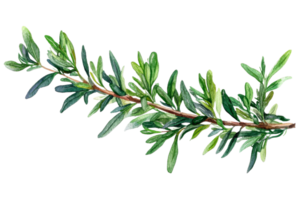 Vibrant green herb sprig on display png
