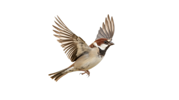 Sparrow in mid flight against a white background png
