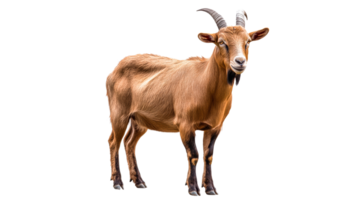 Goat standing calmly on a transparent background png