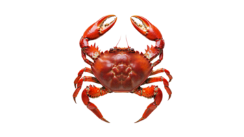 Red crab with claws raised in defensive posture png