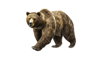 Grizzly bear walking in natural environment png