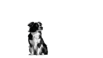 Black and white dog sitting in calm repose png