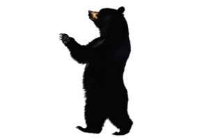 Black bear standing on hind legs in profile view png