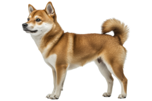 Shiba Inu standing proudly in a bright setting png