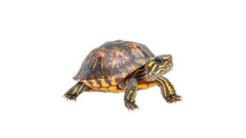 Turtle on plain background in daylight png