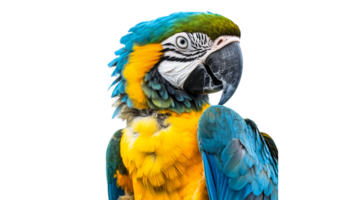 Colorful macaw perched against a plain backdrop png