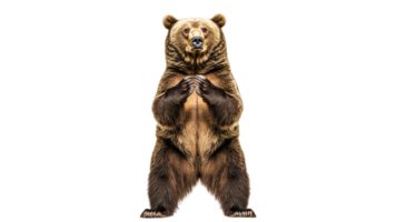 Grizzly bear standing in a neutral pose png