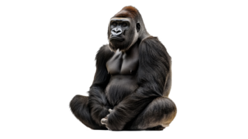 gorilla seduta con calma nel un' naturale posa in casa png
