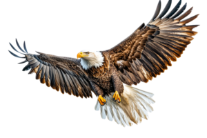 Majestic bald eagle soaring through the sky transparent background png