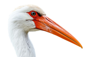 Close up view of a white bird with orange beak png