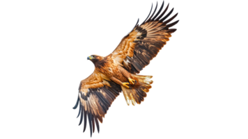 Golden eagle soaring in a clear blue sky png