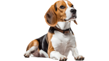Beagle resting calmly on a white background png