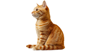 Ginger cat sitting calmly in profile view png