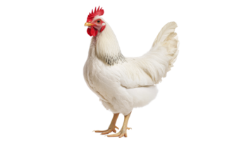 Proud white chicken on plain background png