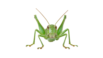 Close view of a green grasshopper in nature png