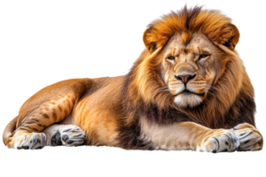 Majestic lion resting in a serene pose transparent background png