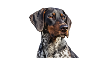 Portrait of a dog with striking coat patterns png