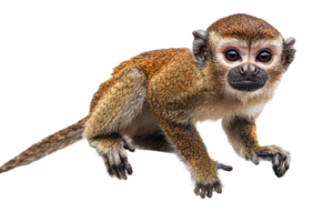 Monkey climbing with curiosity in natural setting png