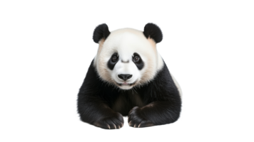 Playful giant panda resting in a serene setting png