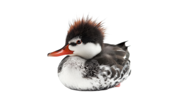 Unique duck with striking feathers showing off png