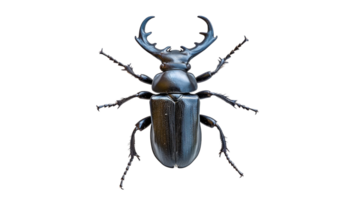 Large beetle with impressive antler like features png