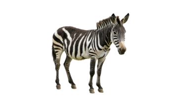 Elegant zebra stands in a green field png