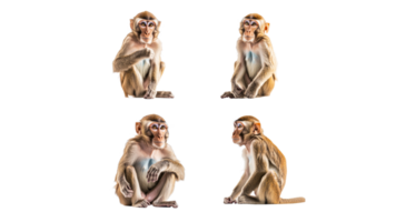 Four views of a monkey in various poses png