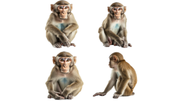 Macaques displaying various behaviors png