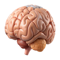 dramatic minimalist Human Brain Anatomy Cutout with Labeled Parts and Transparent Background high quality png