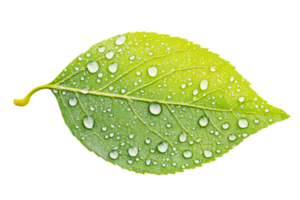 Fresh green leaf with water droplets on surface png