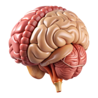 beautiful abstract Human Brain Anatomy Cutout with Labeled Parts and Transparent Background png