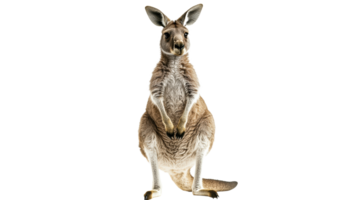 Kangaroo standing upright in a neutral setting transparent png