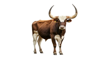 Brown and white cow standing on transparent background png