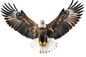 Majestic eagle spreading its wings in flight png