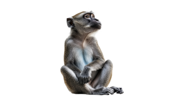 Monkey sitting calmly in a serene pose png