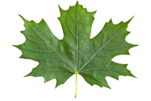 Maple leaf displayed on a transparent background png