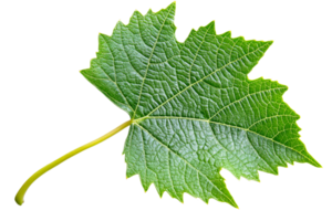 Intricate texture of green grape leaf png