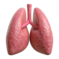 dramatic traditional Human Lung Model Pink Isolated Element authentic png