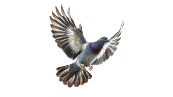 Pigeon in flight showcasing colorful feathers png