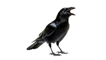 Black raven calling in a bright setting png