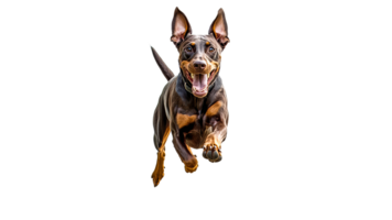 Running dog with joyful expression in motion png