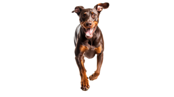 Happy dog running in playful spirit png