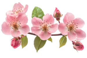 Cherry blossoms bloom in spring png