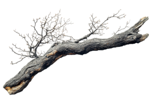 Unique twisted branch with bare twigs in detail png