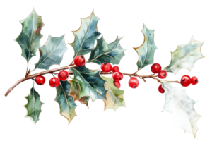 Holly branch with red berries and green leaves transparent background png
