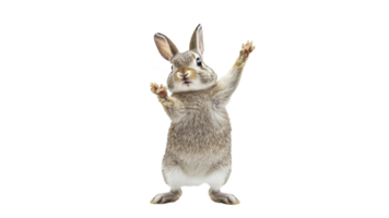 Happy rabbit standing and raising its paws in joy png