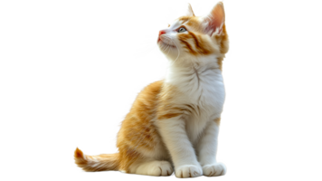 Cute orange and white kitten looking up indoors png