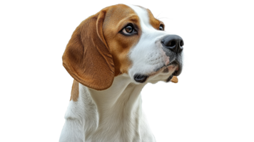 Beagle sitting with a curious expression at home png